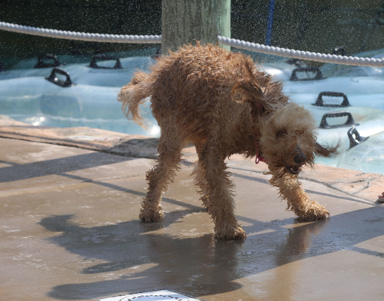 090919_gal_WWdogs (19)